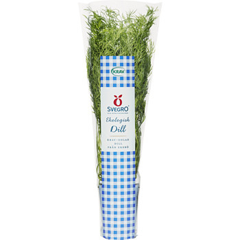 Ekologisk Dill I Kruka 1-P Krav