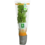 Dill Änglamark Krav